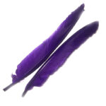 Duck Quill Purple