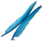 Duck Quill Teal Blue