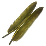 Goose Quill Olive