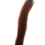 Squirrel Tail Orange