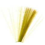 Tail Fibre Golden Olive