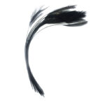 Stripped Hackle Quills Black
