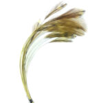 Stripped Hackle Quills Yellow