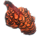 Pheasant Amherst Orange