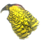 Pheasant Amherst Yellow