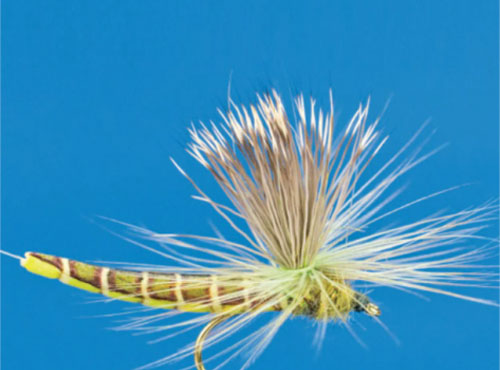 Mayfly Hairwing